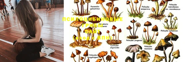 стаф Богородск